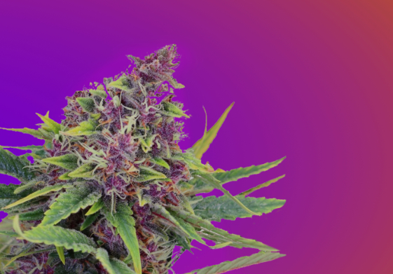 The Best Marijuana Strains for Sleep
