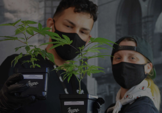 How to Grow Cannabis Clones and Get Successful Results