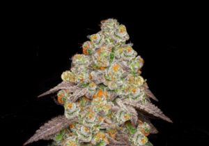 Vibe by California: Dispensary Near Me for Cannabis Deals 10 biscotti-pancakes-cannabis-strain-flower-bud-vibe-dispensary-hype-cannabis-co