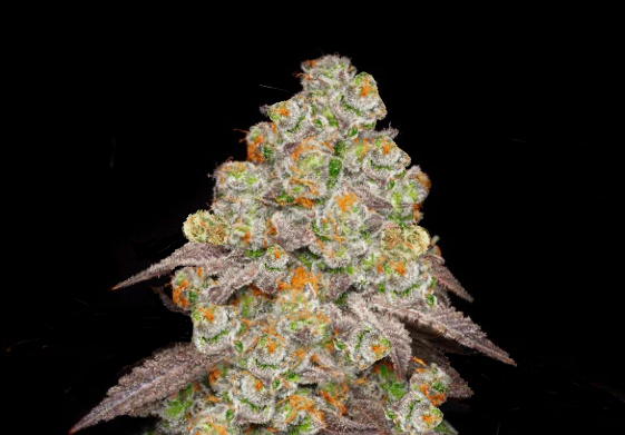 Biscotti Pancakes Cannabis Strain