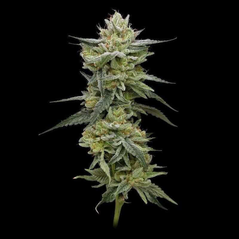 hella-jelly-strain-north-atlantic-seed-co-vibe-dispensary