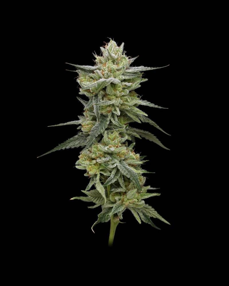 Hella Jelly Cannabis Strain