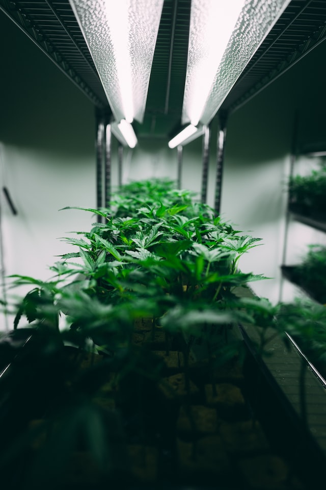 Oreoz Weed Strain
