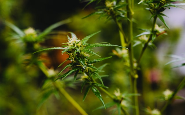 Interesting Things to Know about Marijuana Terpenes?