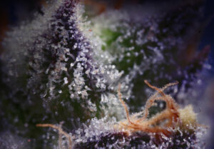 Vibe by California: Dispensary Near Me for Cannabis Deals 6 gelato #33 strain