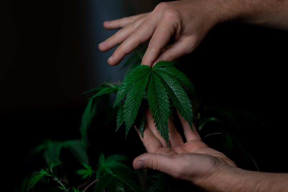 Unearthing the Benefits of Cannabis Legalization: A Deep Dive into the Green Revolution