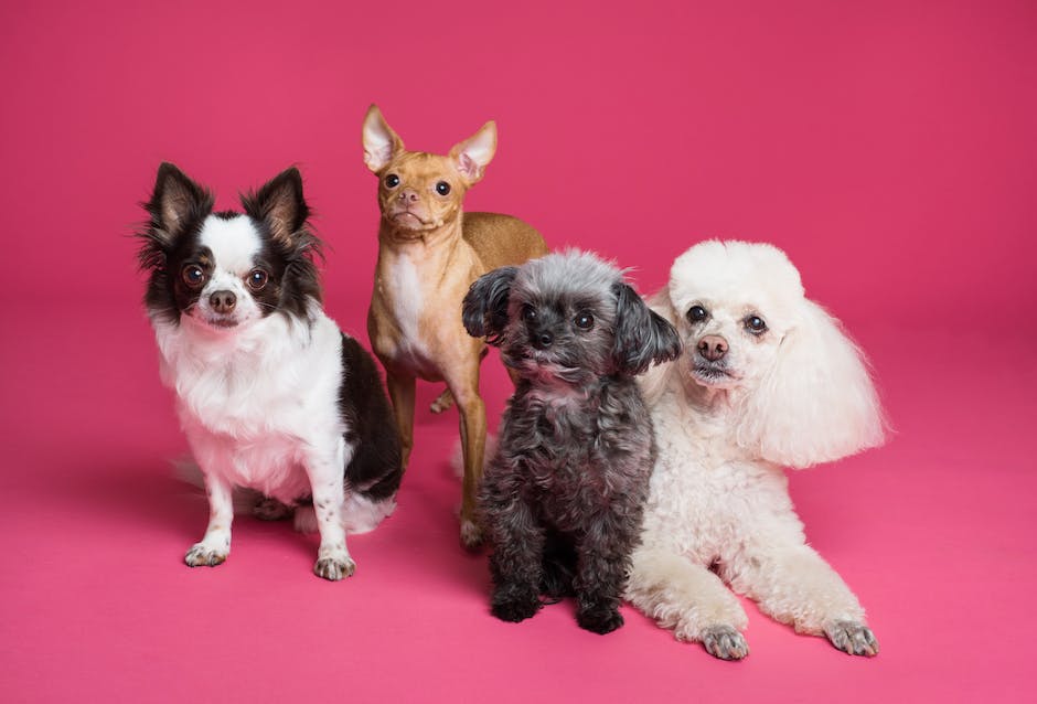 “Canine CBD: Is It Safe And Beneficial For Your Dog?”