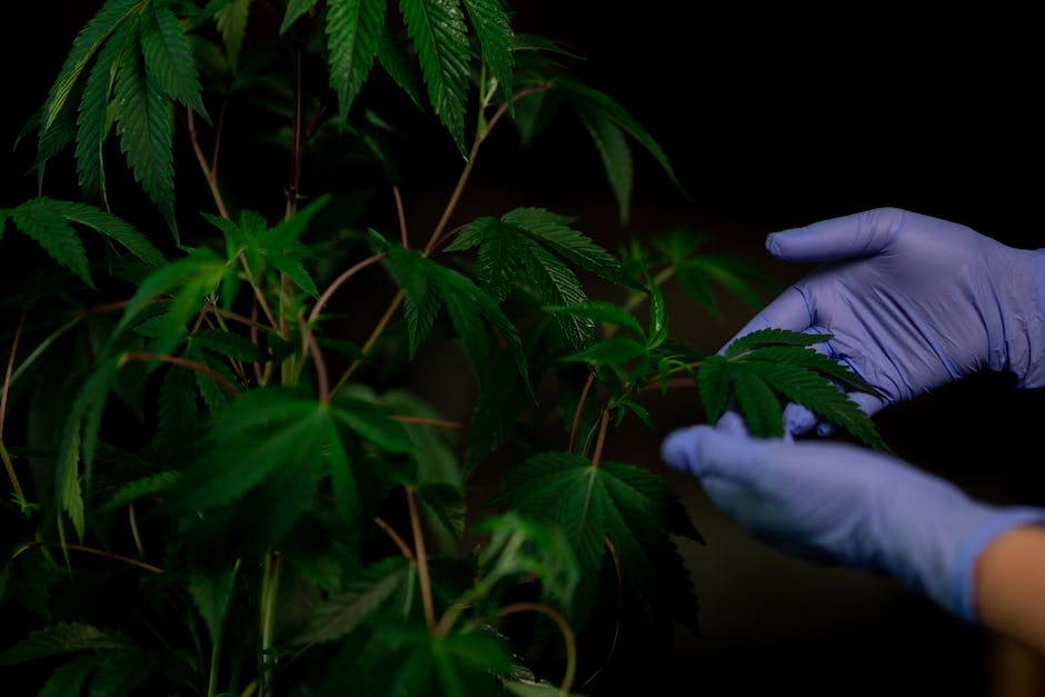“Cannabis & Creativity: Exploring Women-Led Art, Music, And Culture In California’s Cannabis Scene”