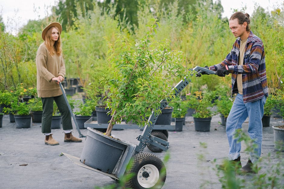 “Cannabis And The Environment: Addressing The Carbon Footprint Of Indoor Cultivation”