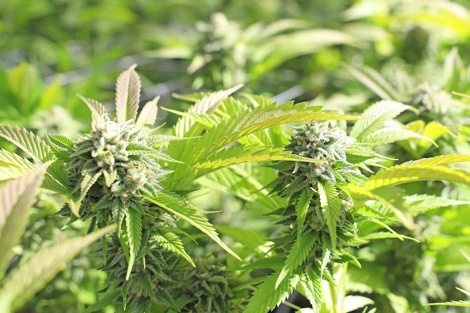 “Cannabis Cultivation: Tips And Techniques For Growing Your Own Plants”