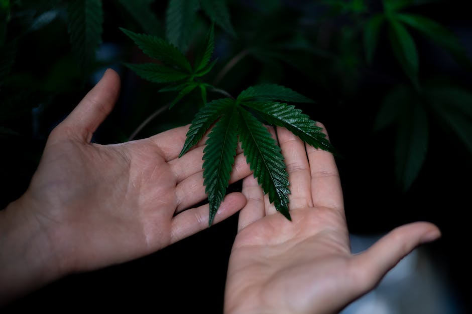 Cannabis Etiquette 101: A Guide To Socializing In California’s Marijuana Scene