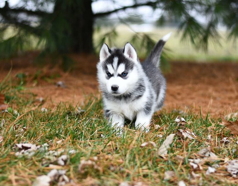 cannabis-for-canines-exploring-cbd-pet-products-in-californias-pet-friendly-stores_featured_photo