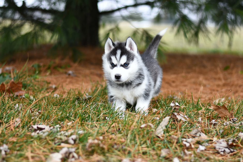 Cannabis For Canines: Exploring CBD Pet Products In California’s Pet-Friendly Stores