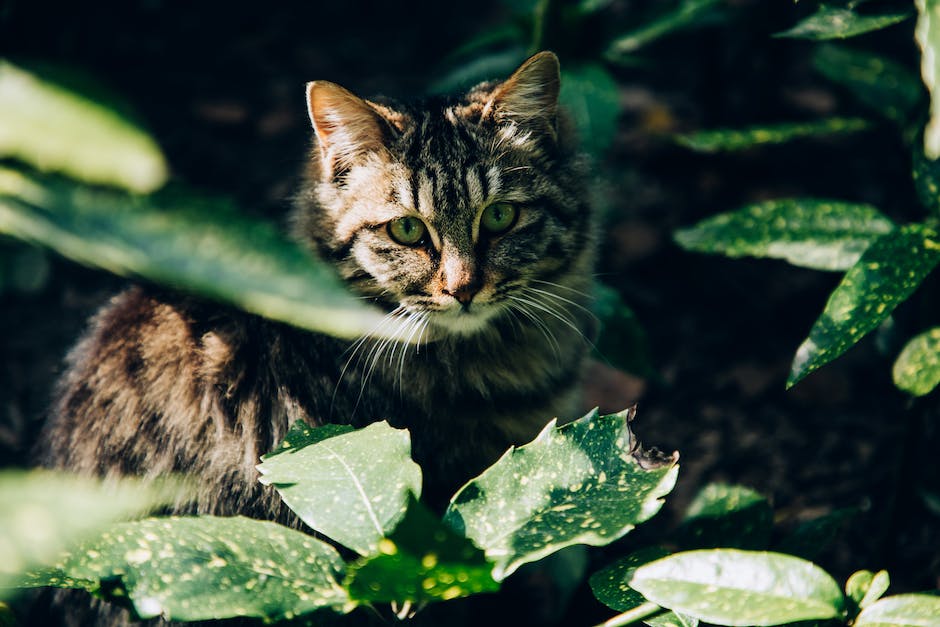 “Cannabis For Pets: Exploring California’s Growing Market For CBD Pet Products”