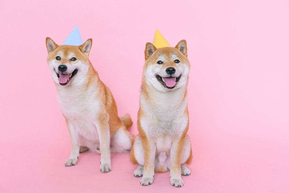 “CBD Treats For Pets: Understanding Their Effects And Benefits For Your Furry Friends”