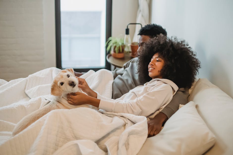 “Finding The Perfect CBD Dosage For Your Pet: A Comprehensive Guide For Pet Owners”
