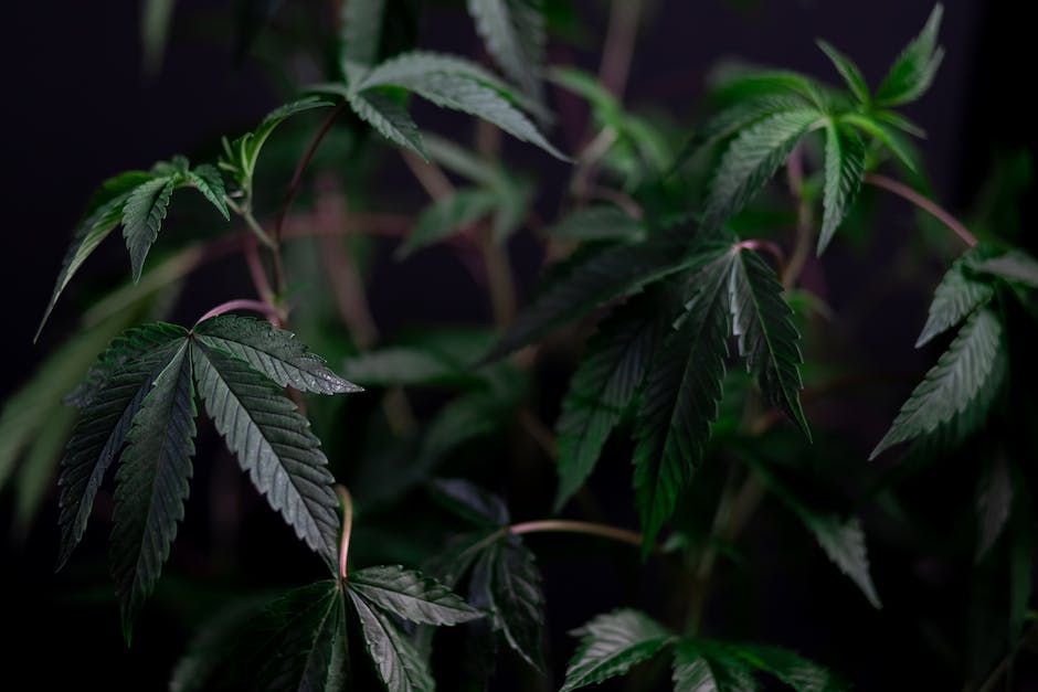 Uncovering the Green Revolution: A Deep Dive into the Complex World of Cannabis