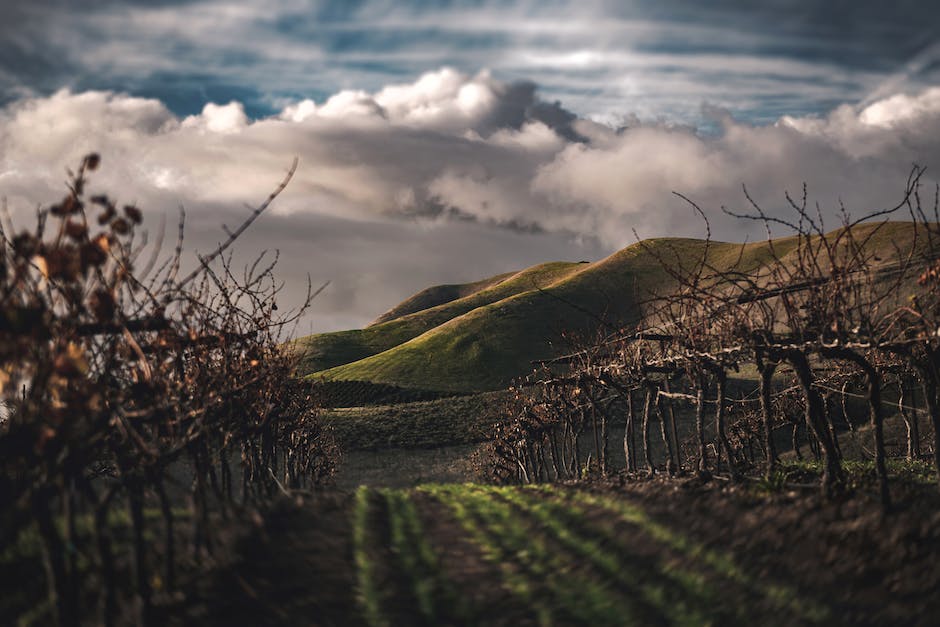 “Salinas’ Top Cannabis Strains: 5 Must-Try Varieties For Recreational Consumers”