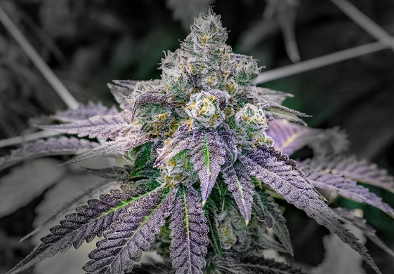 What Marijuana Strain Tastes Like Fruity Pebbles?