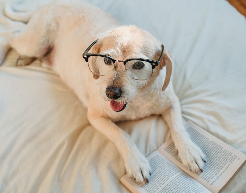 cannabis-for-pets-exploring-the-benefits-of-cbd-for-our-furry-friends_featured_photo
