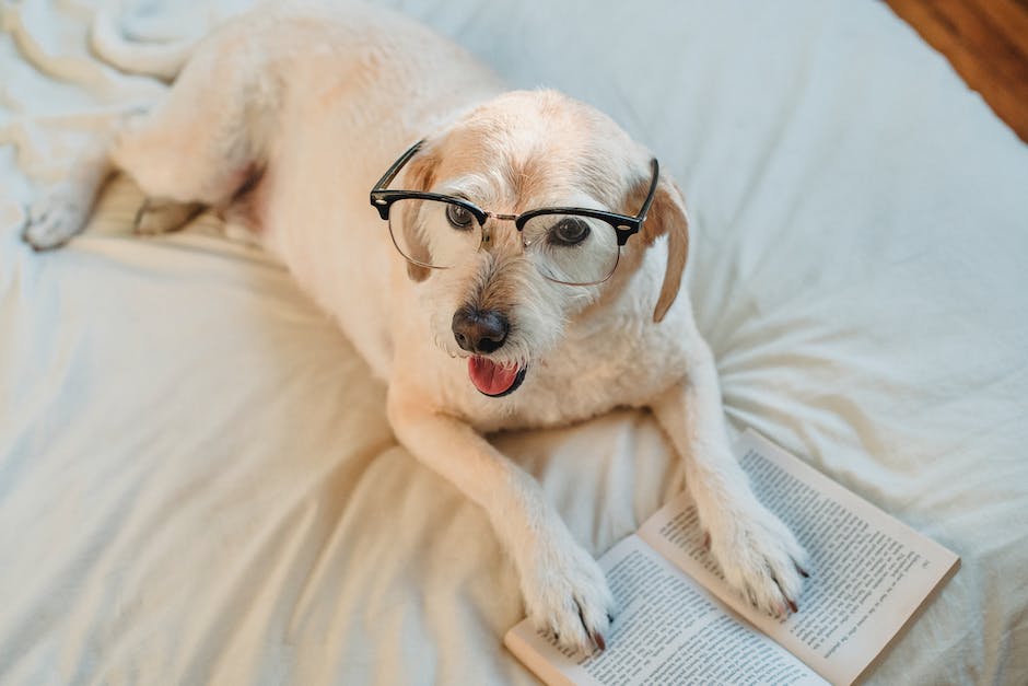 Cannabis For Pets: Exploring The Benefits Of CBD For Our Furry Friends