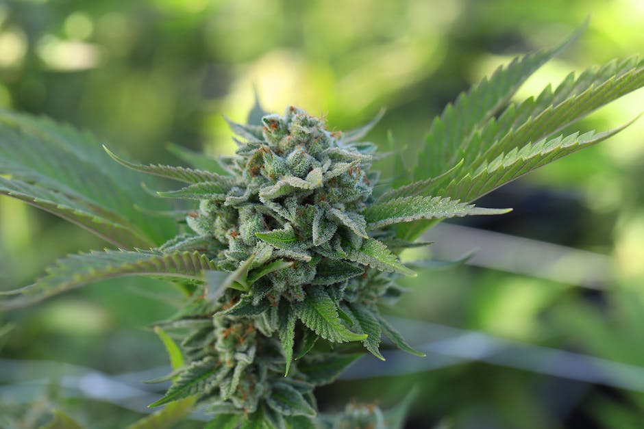 Innovating the Cannabis Cultivation Landscape: The Glitter Bomb Story