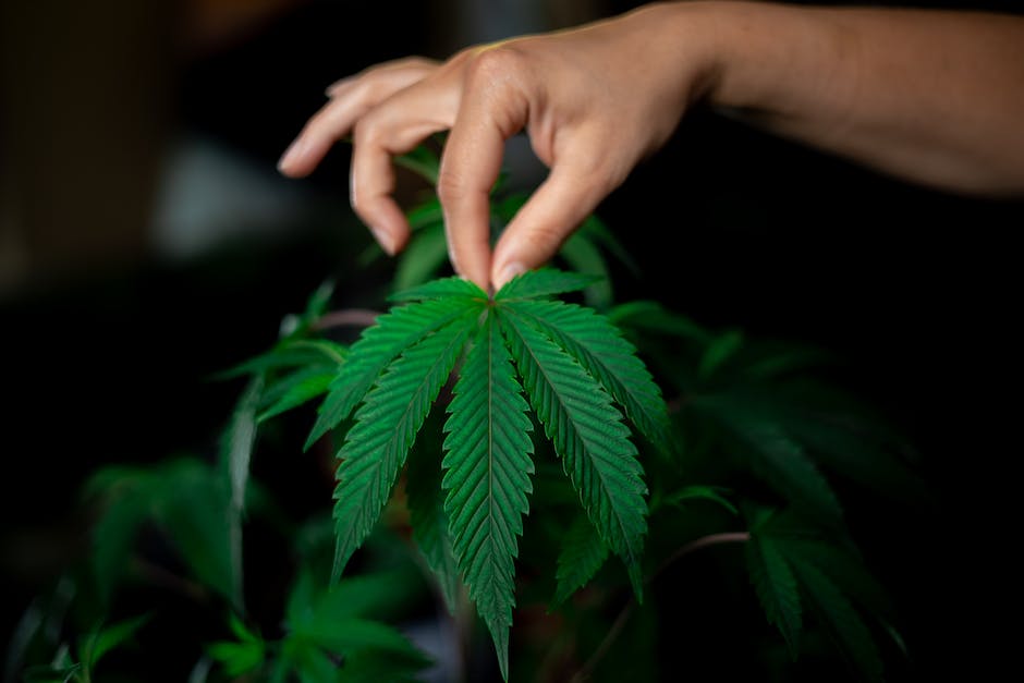 Sacramento Is The Weed Capital Of The World