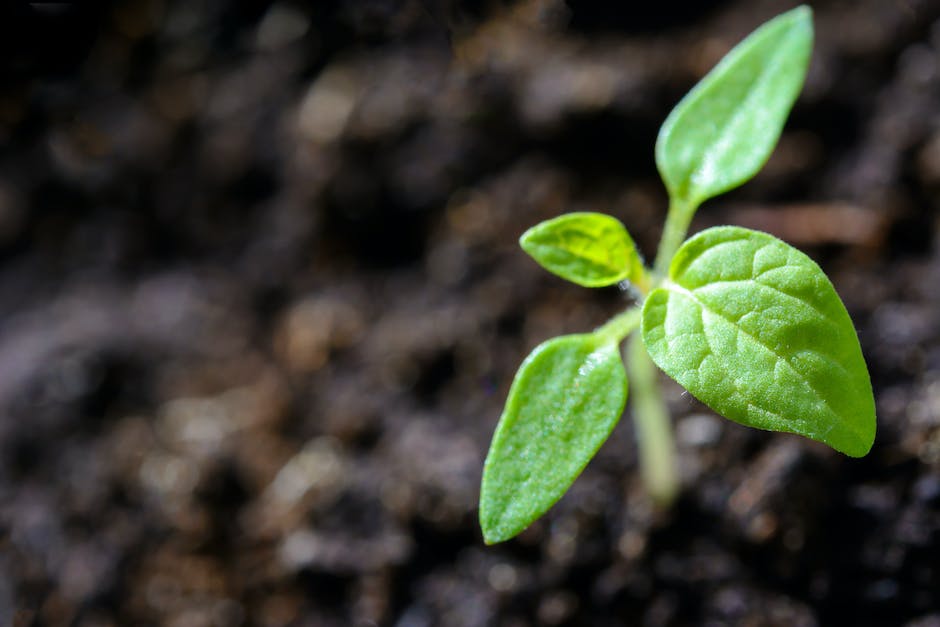 The Grower’s Glossary: Defining Pruning And Training In Cannabis Cultivation