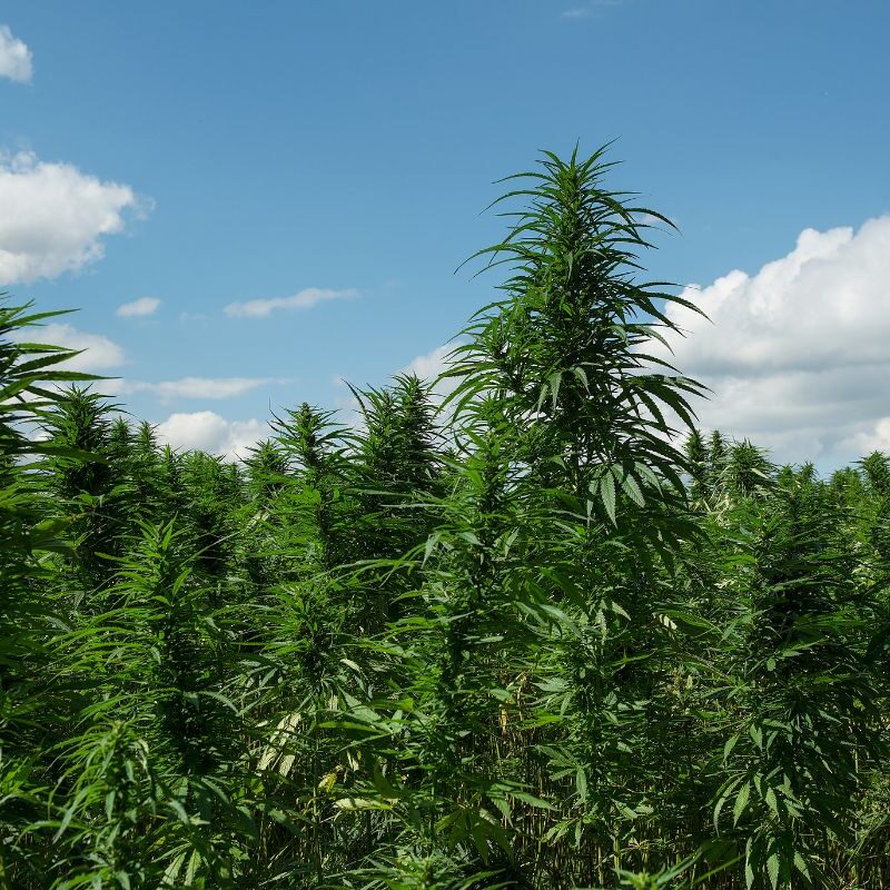 Cannabis-Friendly Getaways Emerald Triangle