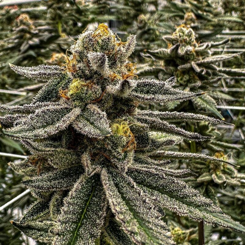 pound of weed cost in California