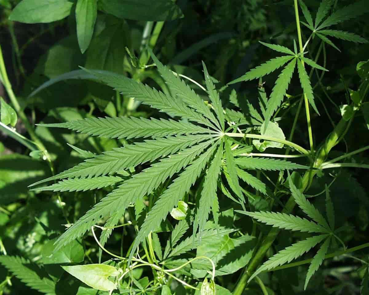 The History of Ukiah, CA and Its Connection to Cannabis
