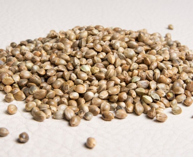 cannabis seed bank