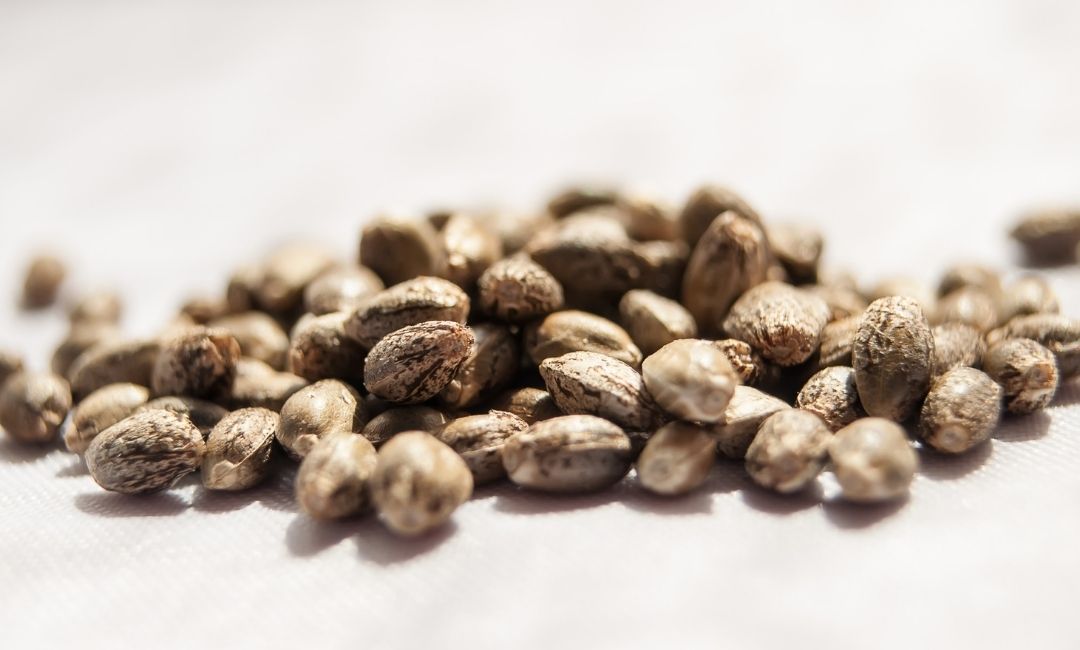 Ultimate Guide to Buying and Growing Cannabis Seeds Legally in California