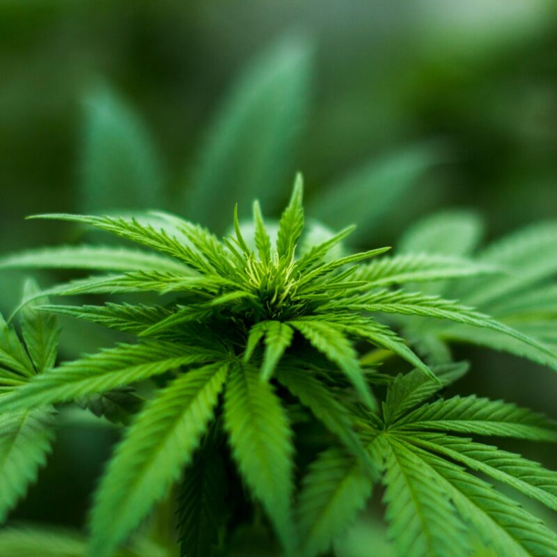 Close-up, top-down view of a vibrant green cannabis plant with developing leaves and a central bud, representing healthy cultivation and quality cannabis at Vibe by California.