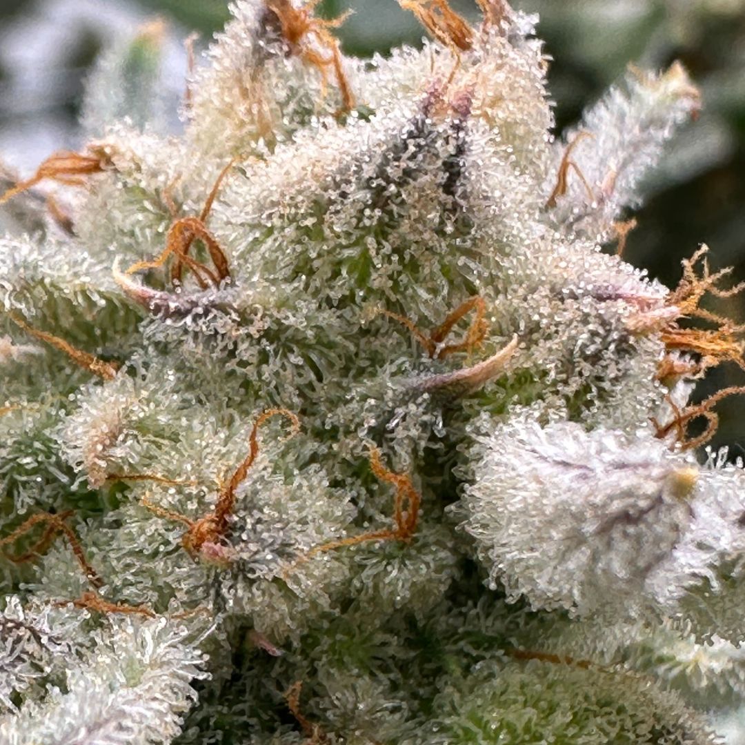 Unlocking the Power of Terpenes: How These Compounds are Shaping the Future of California’s Cannabis Industry