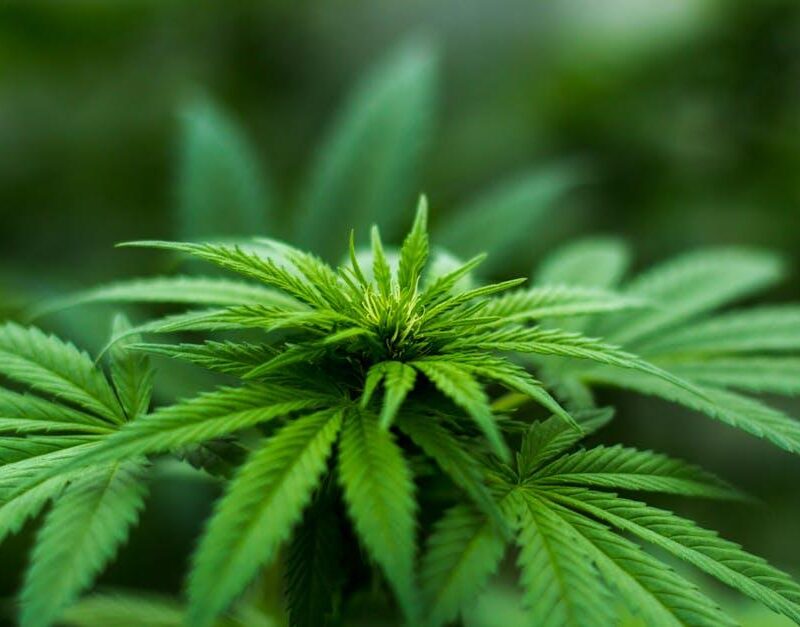 Nurturing a Greener Tomorrow: The Surge of Eco-Conscious Innovations in Cannabis Cultivation