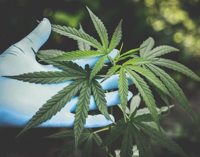 Exploring California’s Green Renaissance: An Immersive Journey into the Thriving Cannabis Culture and Its Transformative Impact