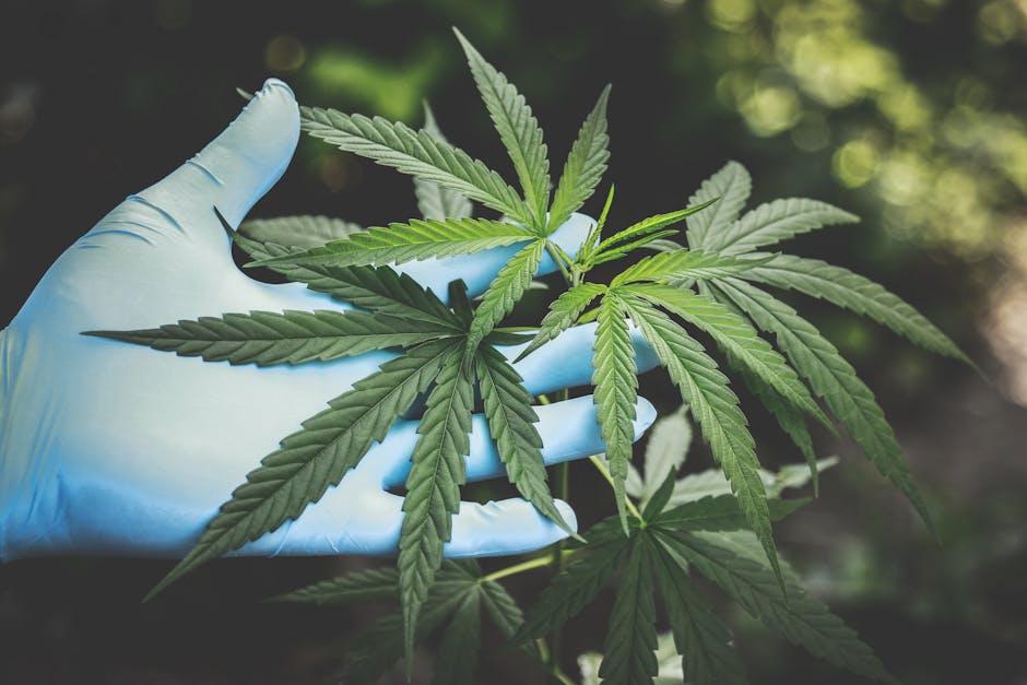 Exploring California’s Green Renaissance: An Immersive Journey into the Thriving Cannabis Culture and Its Transformative Impact