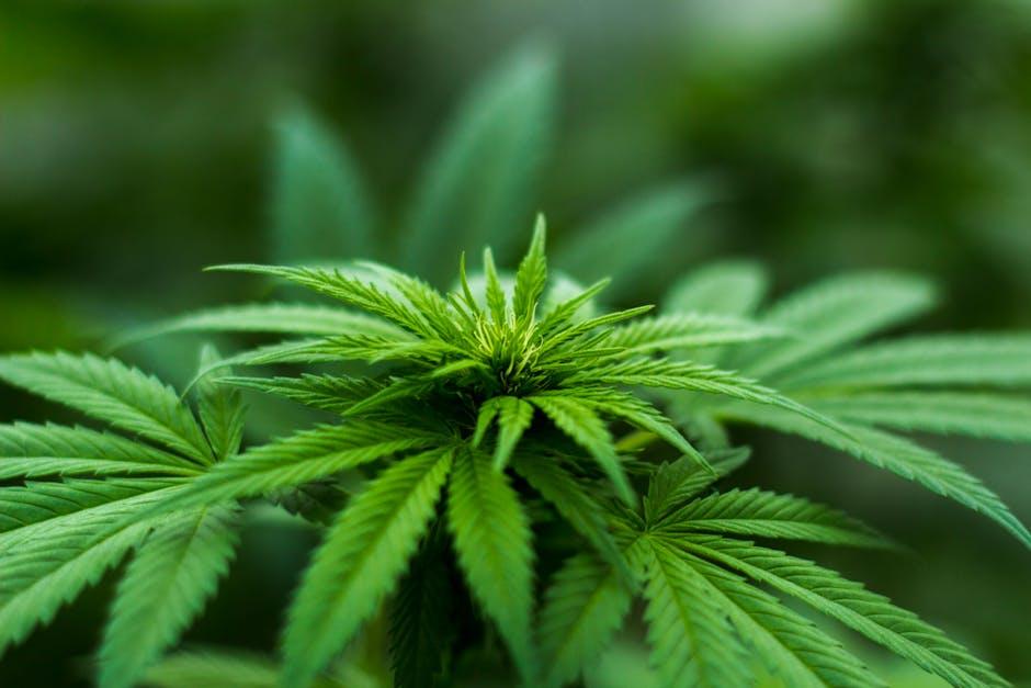 **Unveiling the Elite: A Comprehensive Journey into the World’s Most Extraordinary Cannabis Strains**
