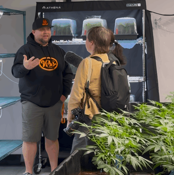 Vibe By California Hosts Special Interview with NPR’s Sydney Lupkin, Welcomes the DCC On-Site 1 vibe-sacramento-dispensary-npr-radio